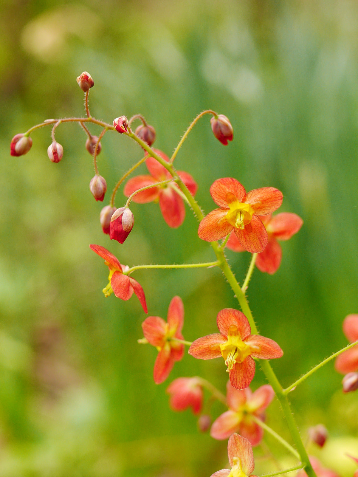 EPIMEDIUM X ORANGE QUEEN / ORANGE QUEEN FAIRY WINGS – Diggin it Nursery