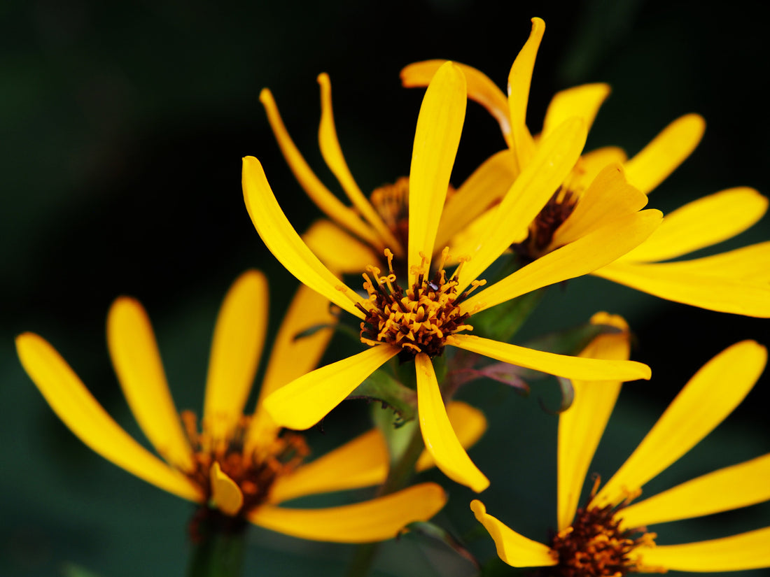 LIGULARIA X LITTLE ROCKET / DWARF LIGULARIA