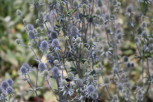 ERYNGIUM PLANUM BLUE HOBBIT / BLUE SEA HOLLY