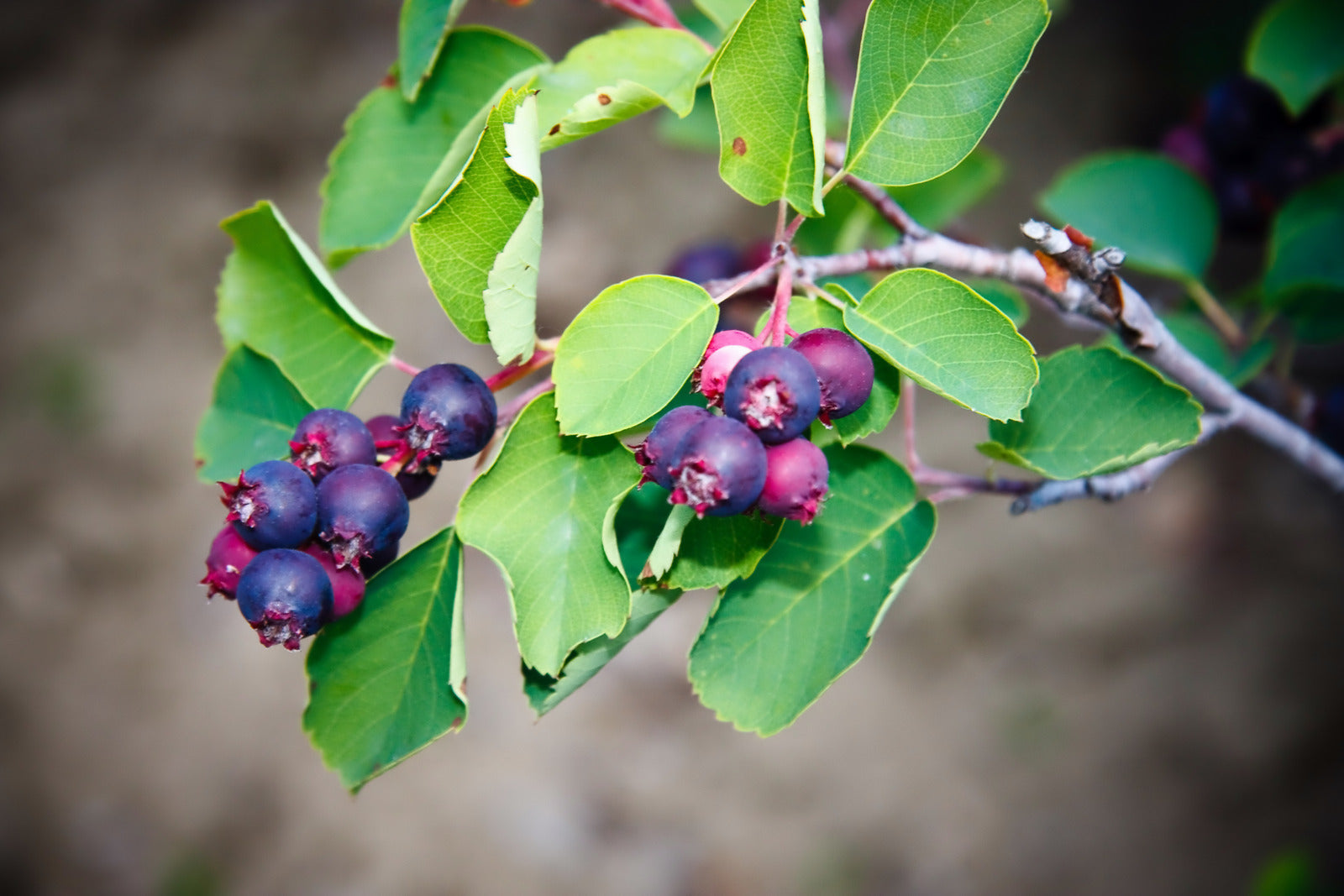 SASKATOON BERRY LEE 