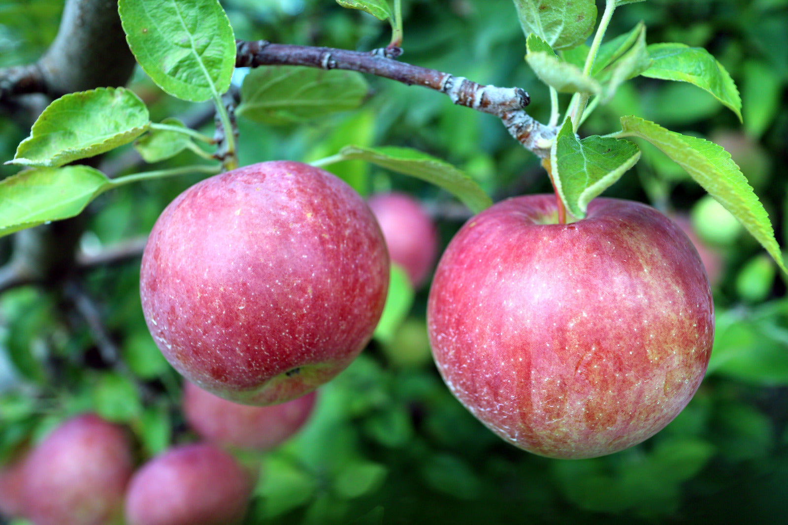 APPLE GALA / GALA APPLE