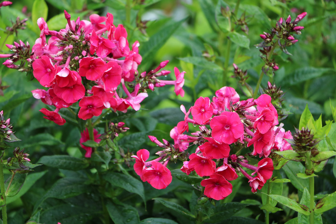 PHLOX PANICULATA RED FLAME / RED FLAME PHLOX