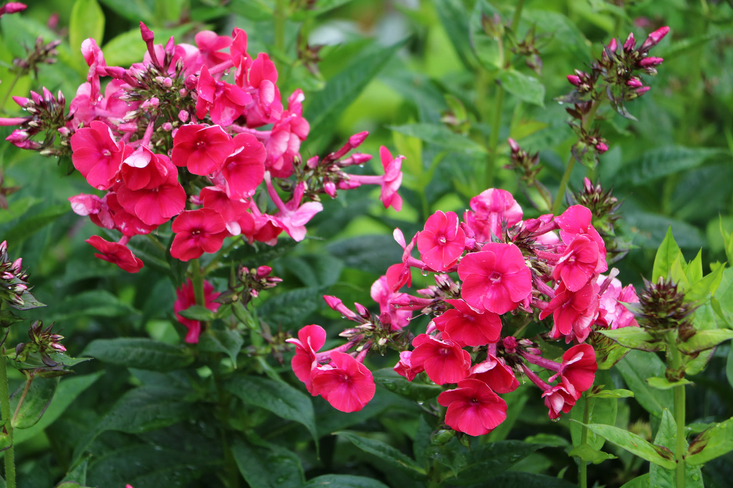 PHLOX PANICULATA RED FLAME / RED FLAME PHLOX