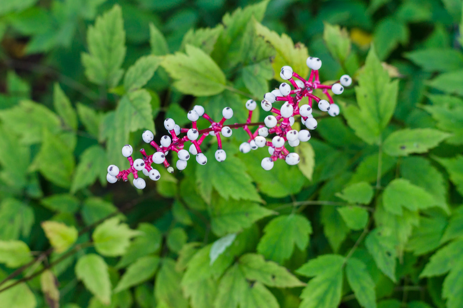 ACTAEA PACHYPODA /  WHITE BANEBERRY