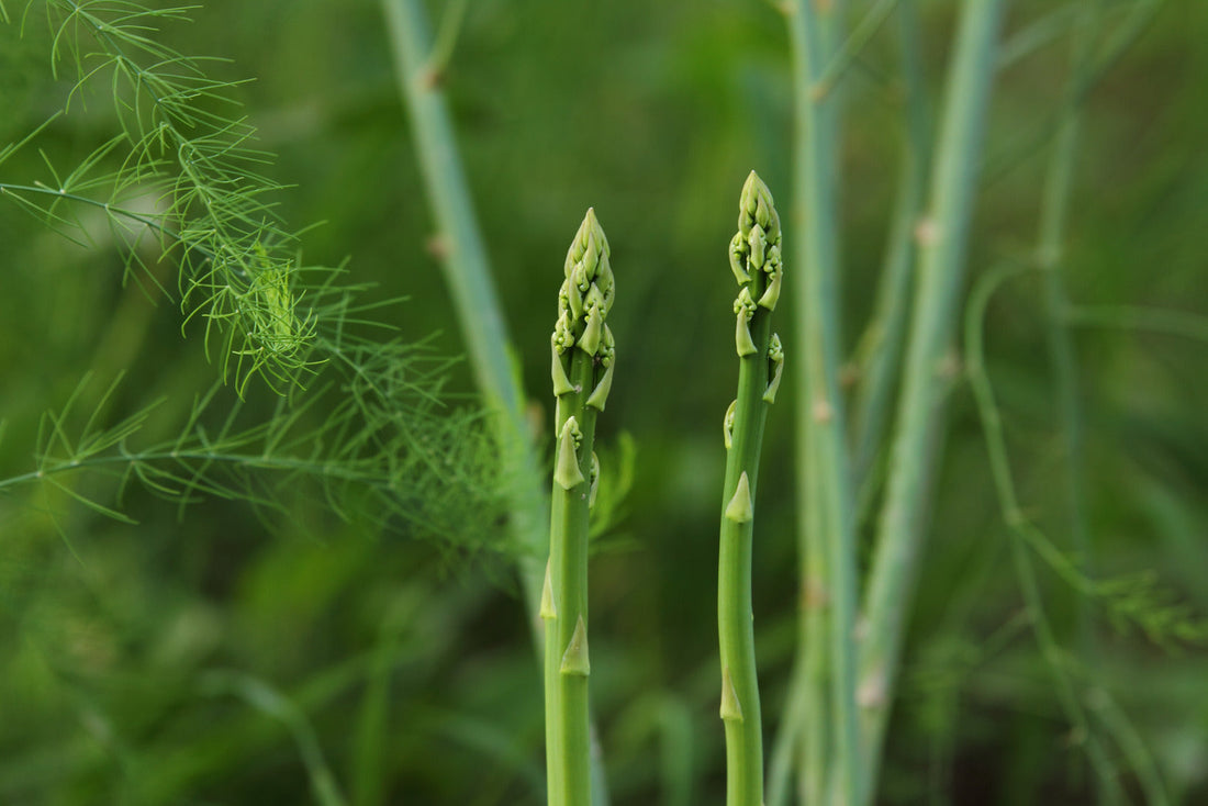 ASPARAGUS OFFICINALIS GUELPH MILLENNIUM / GUELPH MILLENNIUM ASPARAGUS