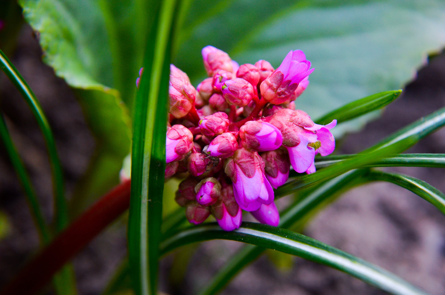 BERGENIA CORDIFOLIA WINTER GLOW / HEARTLEAF BERGENIA