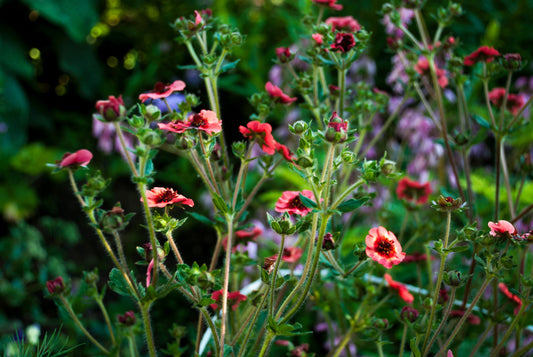 POTENTILLA NEPALENSIS MISS WILLMOT / NEPAL CINQUEFOIL