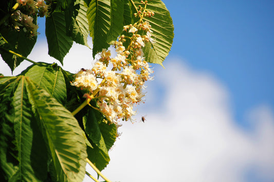 CORNUS AMOMUM / SILKY DOGWOOD