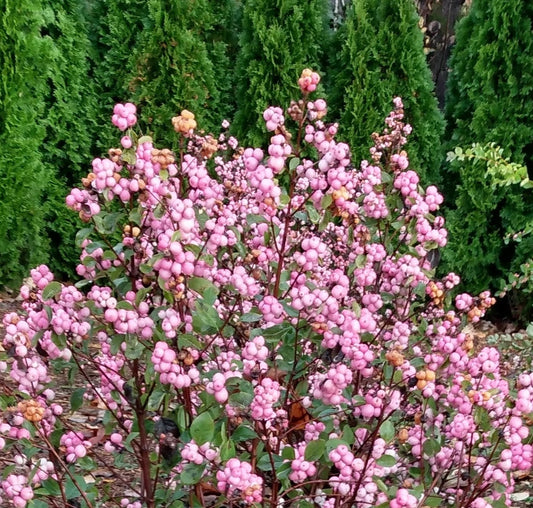 SYMPHORICARPOS DOORENBOSII PINK POSY / PINK POSY™ SNOWBERRY