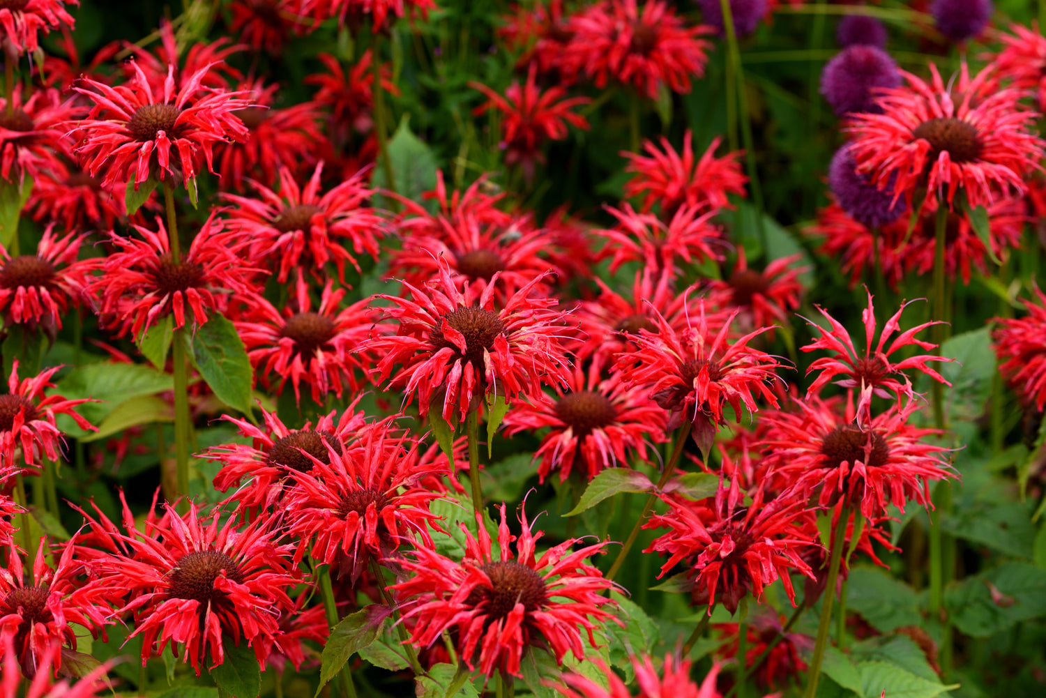MONARDA DIDYMA GARDENVIEW SCARLET / GARDENVIEW SCARLET BEE BALM