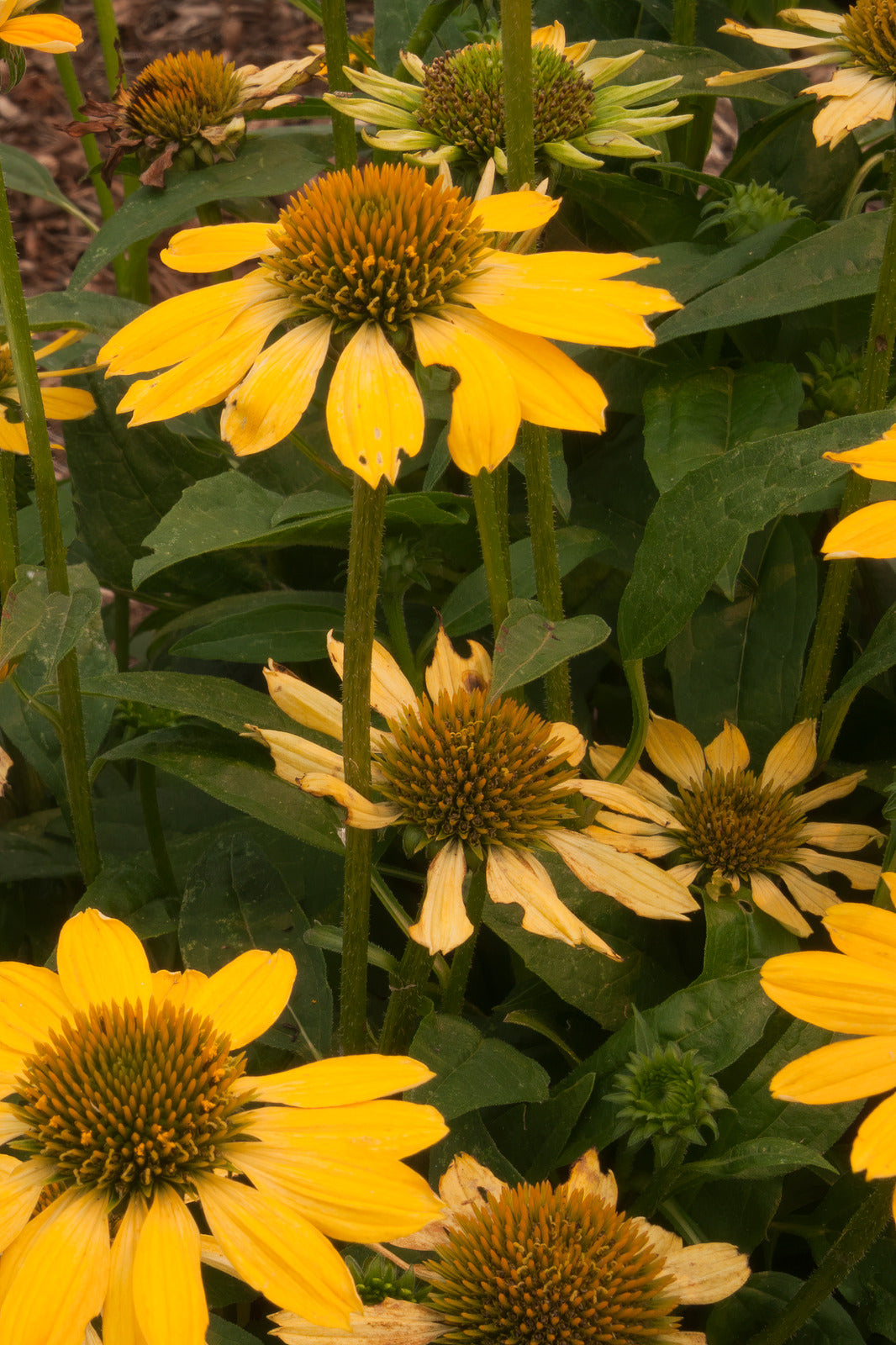 ECHINACEA SOMBRERO LEMON YELLOW / SOMBRERO LEMON YELLOW CONEFLOWER