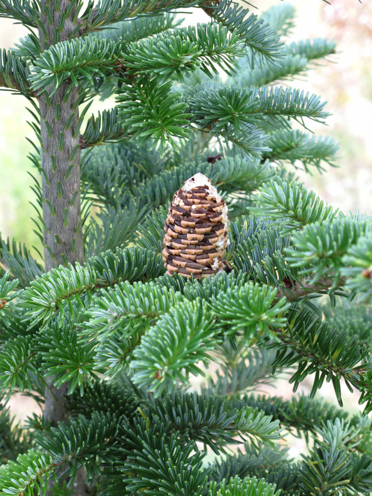 ABIES FRASERI / FRASER FIR