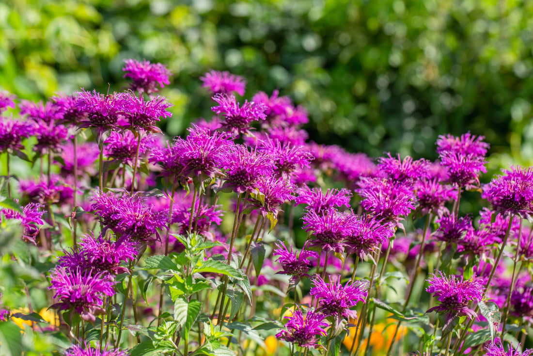 MONARDA DIDYMA BALMY PURPLE / BALMY PURPLE BEE BALM