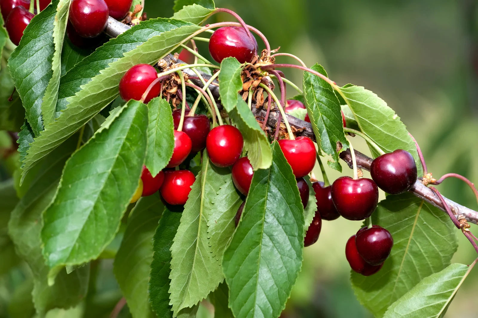 PRUNUS COMBO / COMBO CHERRY