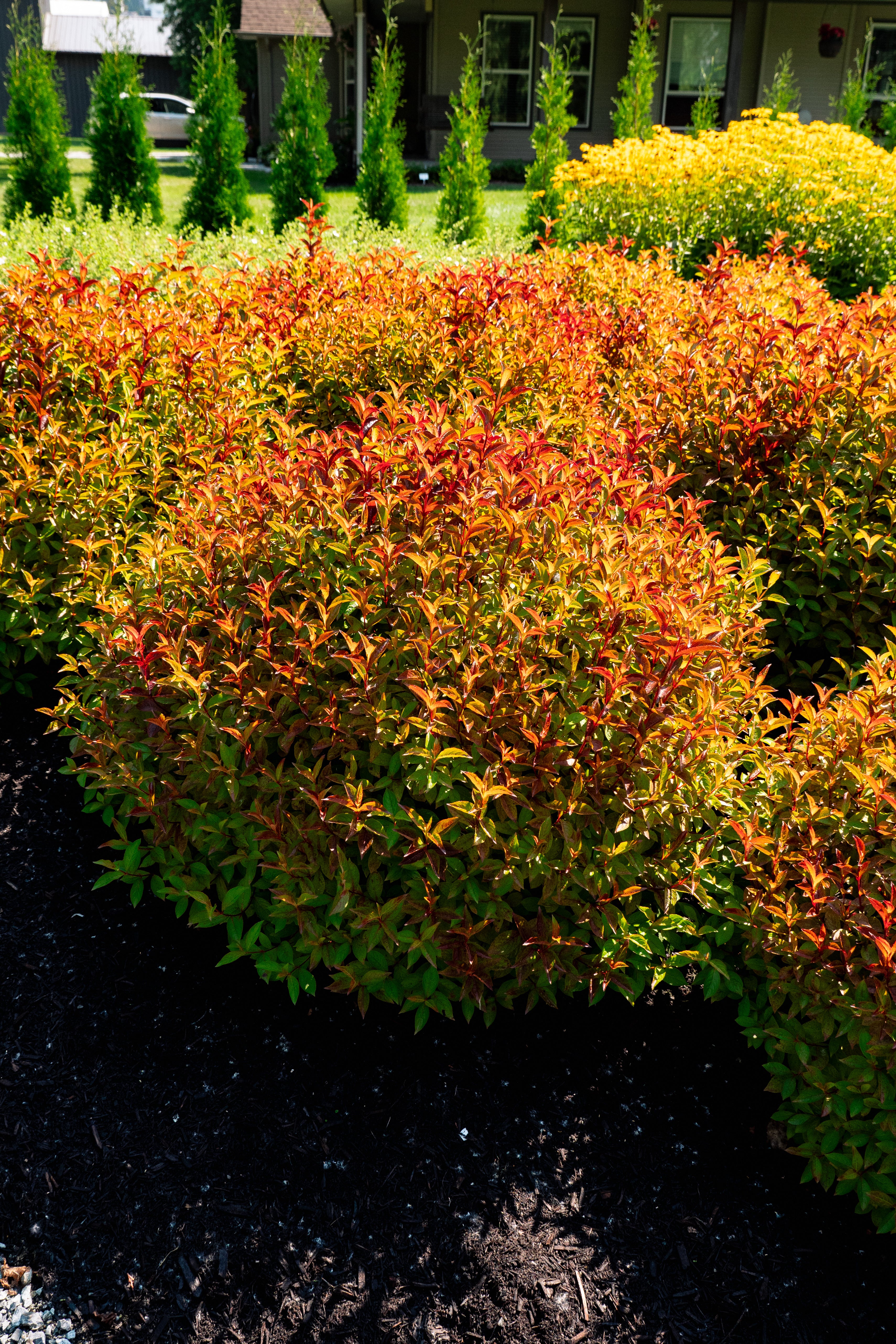 WEIGELA X STROBE® / STROBE® WEIGELA