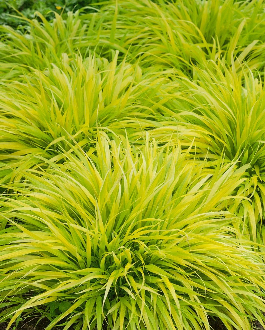 HAKONECHLOA MACRA ALL GOLD / GOLDEN JAPANESE FOREST GRASS