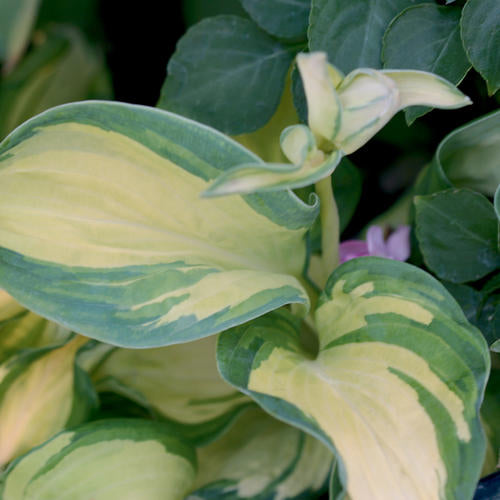 HOSTA GREAT EXPECTATIONS / PLANTAIN LILY