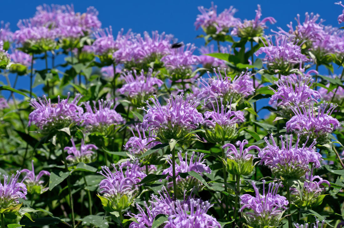 MONARDA DIDYMA GRAND PARADE™ / GRAND PARADE™ BEE BALM