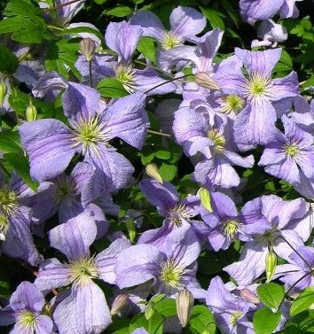 CLEMATIS BLUE ANGEL / CLEMATIS