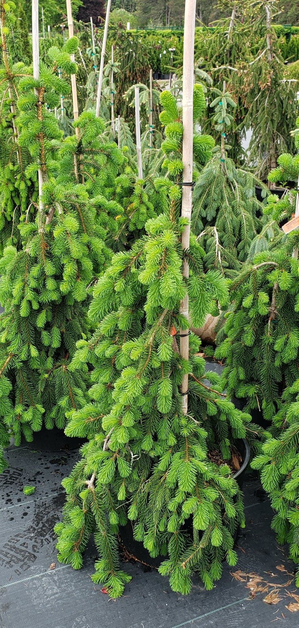 PICEA ABIES PENDULA / WEEPING NORWAY SPRUCE