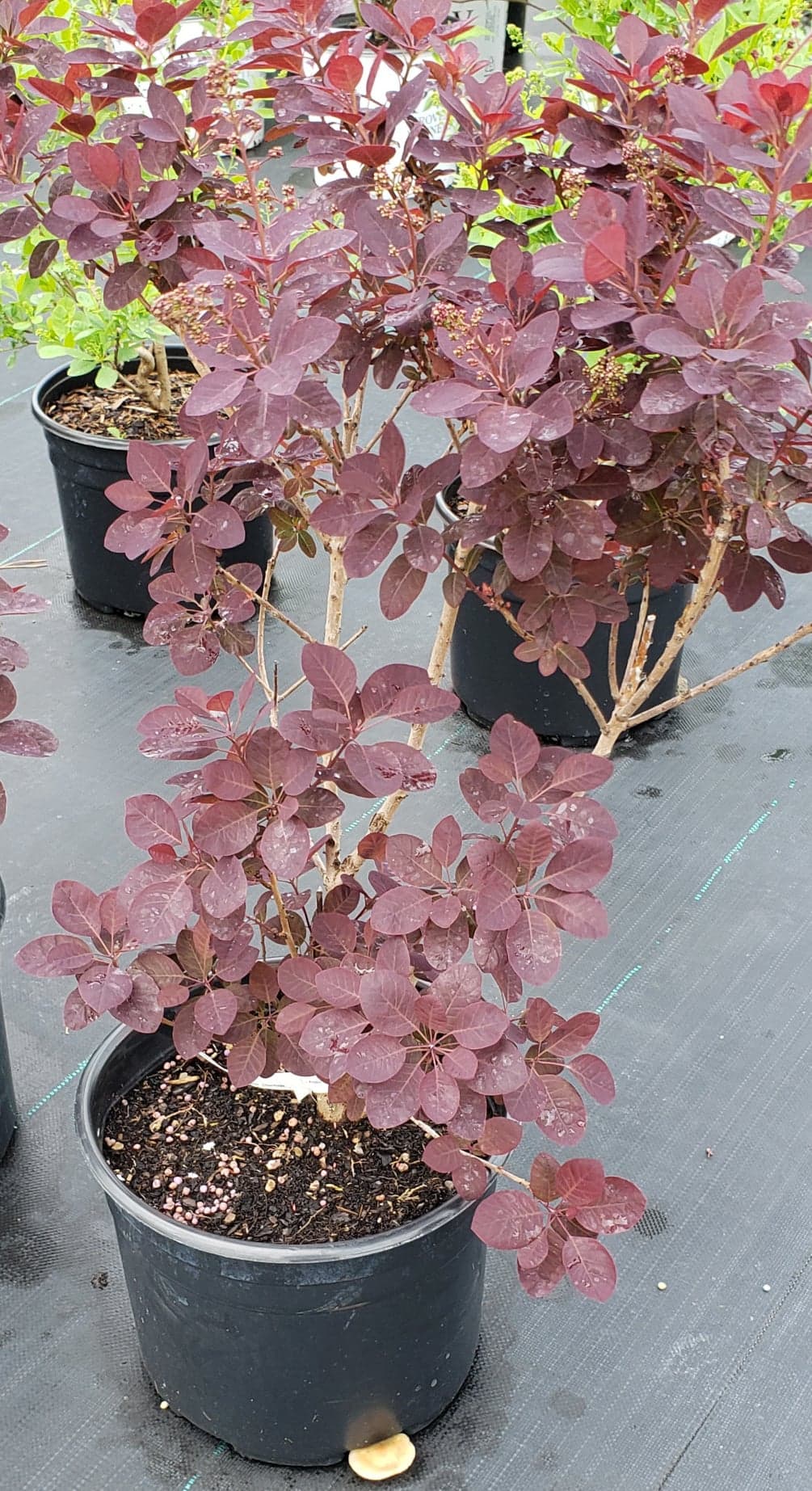 COTINUS COGGYGRIA VELVETEENY™ / VELVETEENY™ COMPACT SMOKEBUSH