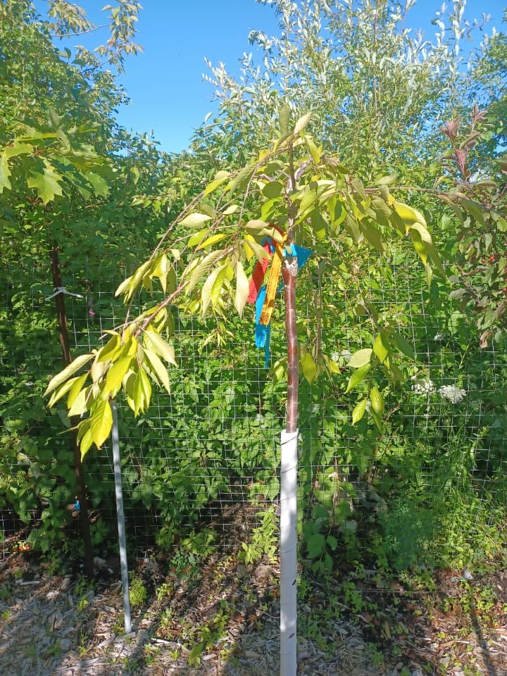 PRUNUS SUBHIRTELLA PENDULA / WEEPING HIGAN CHERRY