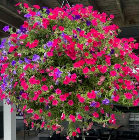 18-inch Annual hanging basket