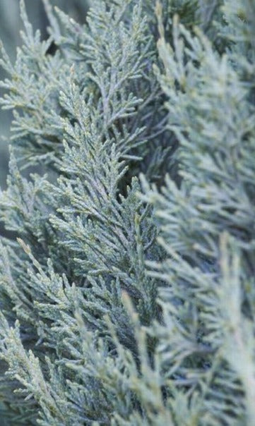 JUNIPERUS SCOPULORUM WICHITA BLUE / WICHITA BLUE JUNIPER