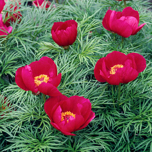 PAEONIA TENUIFOLIA / FERNLEAF PEONY