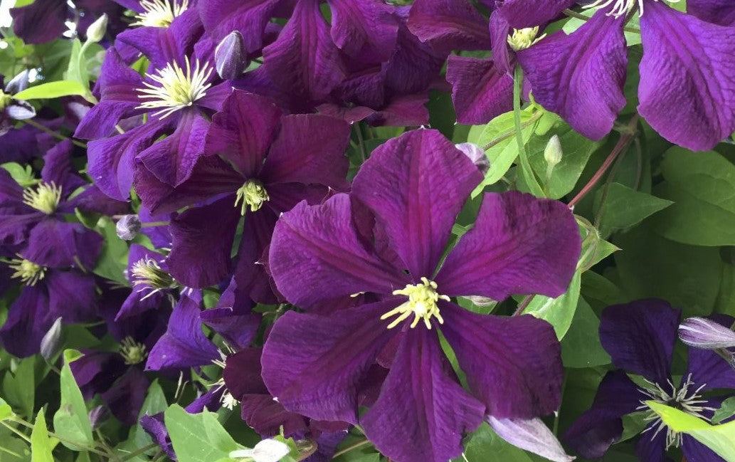 CLEMATIS ETOILE VIOLETTE / CLEMATIS