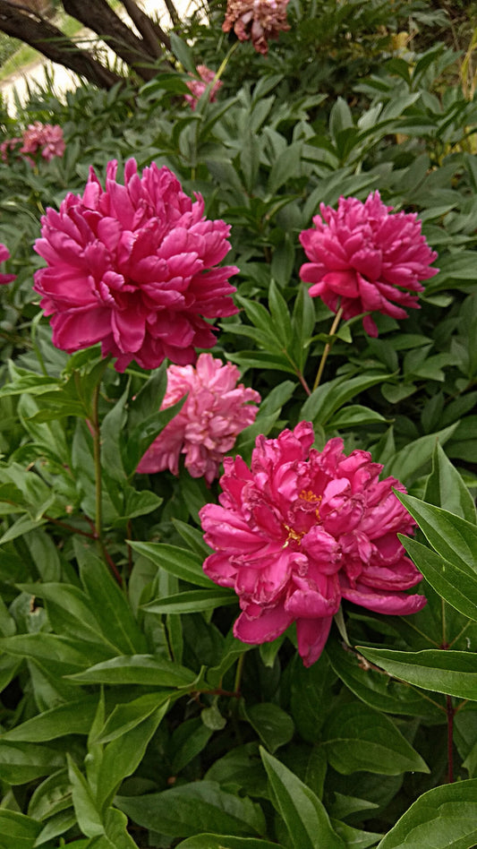 PAEONIA KARL ROSENFIELD / PEONY