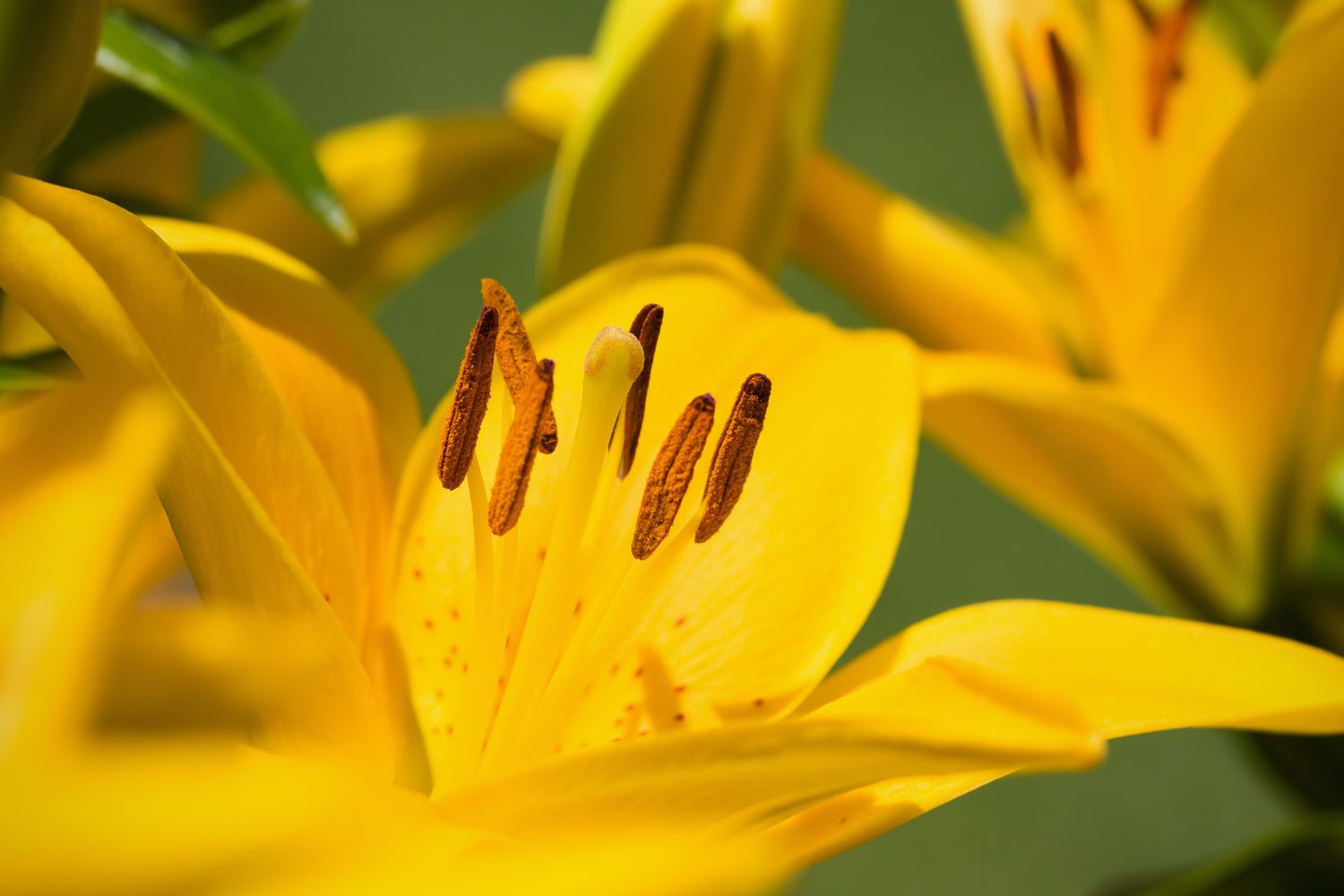 LILIUM X TINY BEE / DWARF ASIATIC LILY