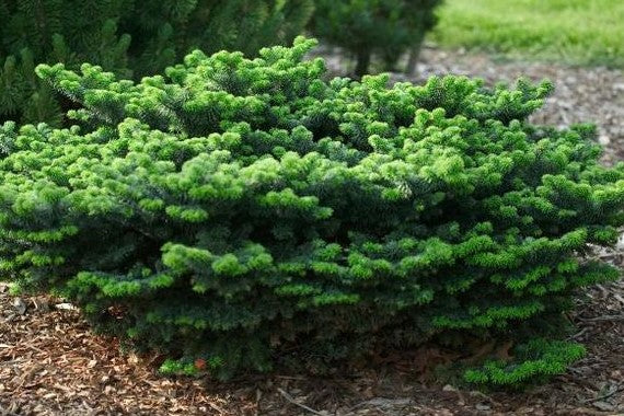 ABIES BALSAMEA NANA / DWARF BALSAM FIR