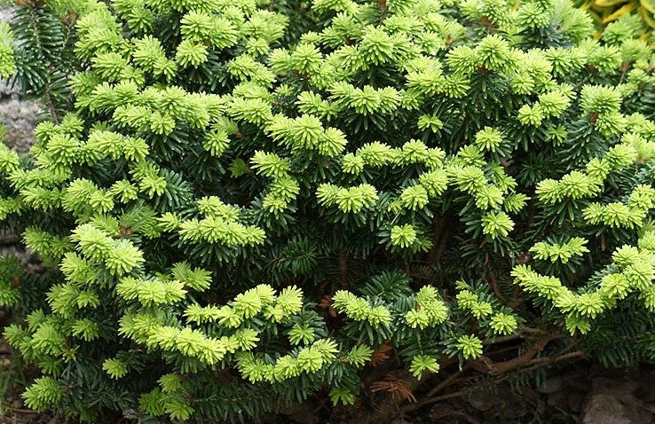 ABIES BALSAMEA PICCOLO / PICCOLO DWARF BALSAM FIR