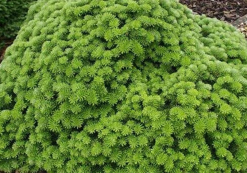 ABIES KOREANA WELLENSEIND / DWARF KOREAN FIR