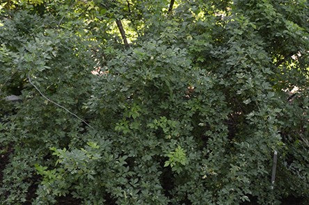 ACANTHOPANAX SIEBOLDIANUS / FIVELEAF ARALIA