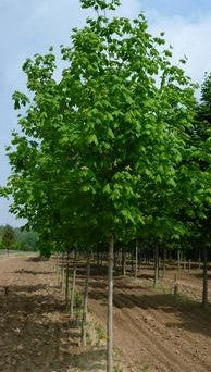 ACER NIGRUM GREEN COLUMN / GREEN COLUMN MAPLE