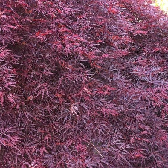 ACER PALMATUM DISSECTUM CRIMSON QUEEN / CRIMSON QUEEN JAPANESE MAPLE
