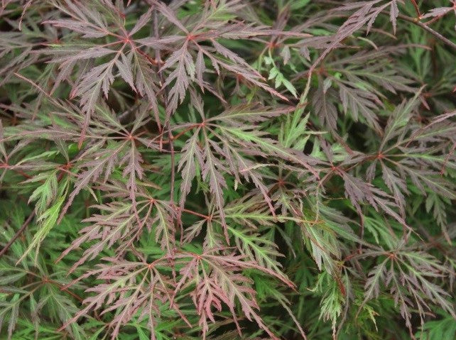 ACER PALMATUM DISSECTUM ORANGEOLA / ORANGEOLA JAPANESE MAPLE