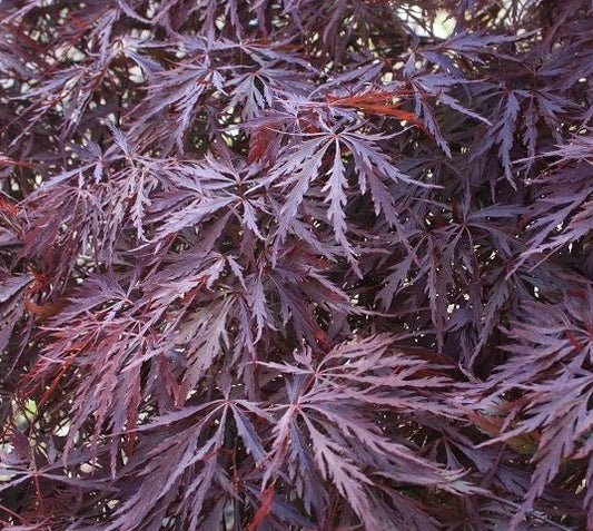 ACER PALMATUM DISSECTUM RED DRAGON / RED DRAGON JAPANESE MAPLE