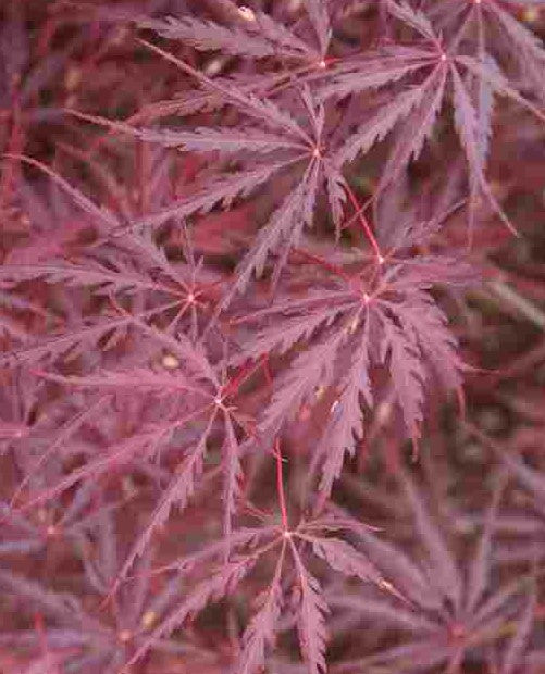 ACER PALMATUM DISSECTUM TAMUKEYAMA / TAMUKEYAMA JAPANESE MAPLE