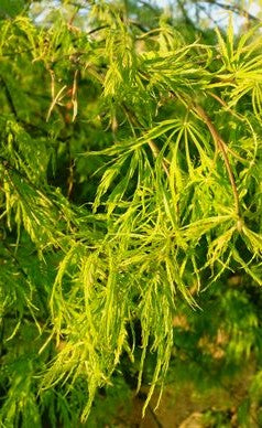 ACER PALMATUM DISSECTUM VIRIDIS / GREEN CUTLEAF JAPANESE MAPLE