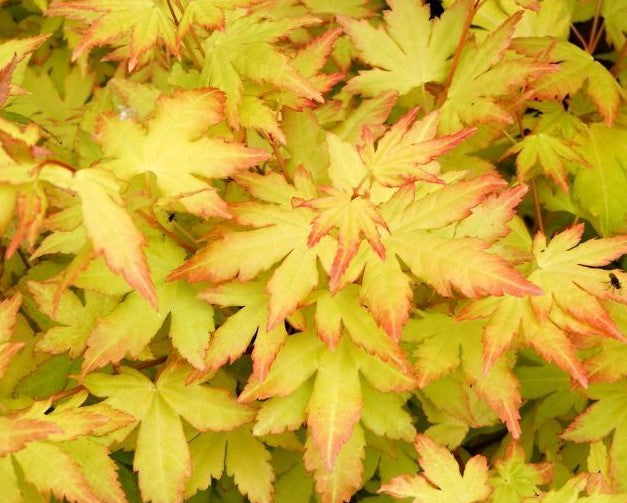 ACER PALMATUM ORANGE DREAM / ORANGE DREAM JAPANESE MAPLE