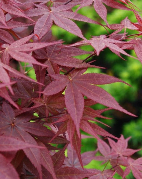 ACER PALMATUM RHODE ISLAND RED / RHODE ISLAND RED JAPANESE MAPLE ...