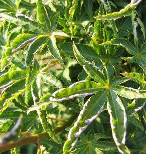 ACER PALMATUM SHISHIGASHIRA / LION&