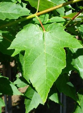 ACER RUBRUM EMBERS / EMBERS MAPLE