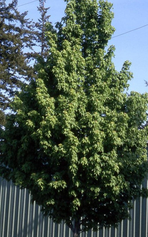 ACER RUBRUM KARPICK / KARPICK MAPLE
