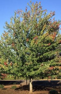 ACER RUBRUM RED SUNSET® (FRANKSRED) / RED SUNSET® MAPLE