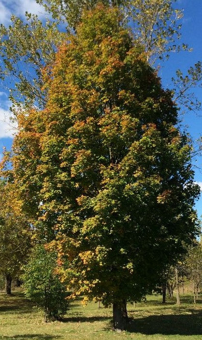 ACER SACCHARUM COLUMNARE / COLUMNAR SUGAR MAPLE