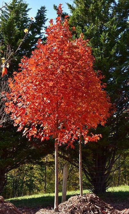 ACER SACCHARUM FLASHFIRE® / FLASHFIRE® SUGAR MAPLE – Diggin it Nursery